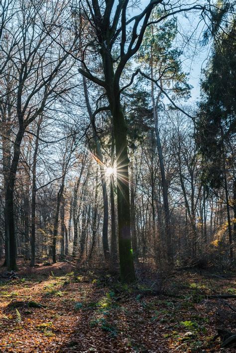 Herbstsonne Foto And Bild Wald Bäume Sonne Bilder Auf Fotocommunity