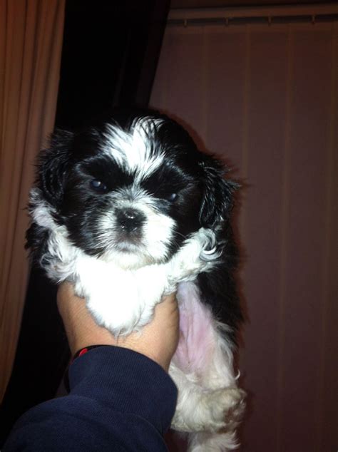 A warm welcome for wanda! Shih Tzu Puppies 2 beautiful black n white boys ...