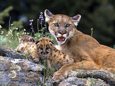 All About Animal Wildlife Mountain Lion Few Facts And Images Photos