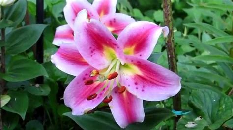 Unlike most florists online who claim to be open 24 hours a day, flower shop london is indeed open 24 hours a day, seven days a week. 🌹 My beautiful stargazer lily flowers called''Angelique ...