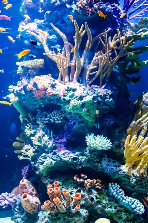 Vertical Shot Of A Lot Of Exotic Fish And Coral Reefs Under The Sea