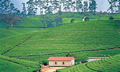 Ceylon Coffee To Ceylon Tea Ceylon Tea Plantation Central Highlands