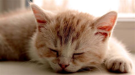 If you can't be nice, don't participate. Cute Cat Hd Wallpaper 1920x1080 - HD Wallpaper For Desktop ...