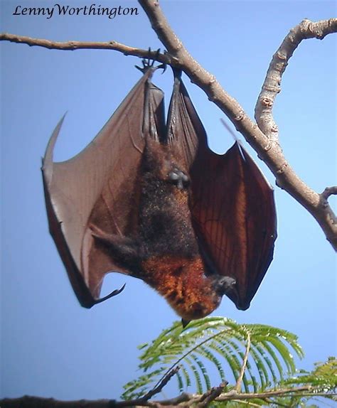 Golden Crowned Flying Fox Pictures Az Animals