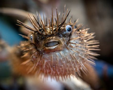 For Pufferfish Motherly Love Means Slathering Babies In Deadly Toxins