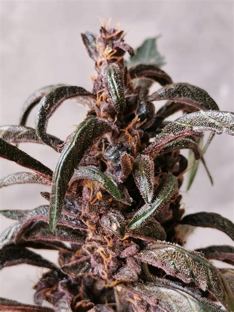 Purplematic Cbd Strain Info Purplematic Cbd Weed By Royal Queen Seeds