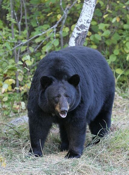American Black Bear Ursus Americanus Carnivora