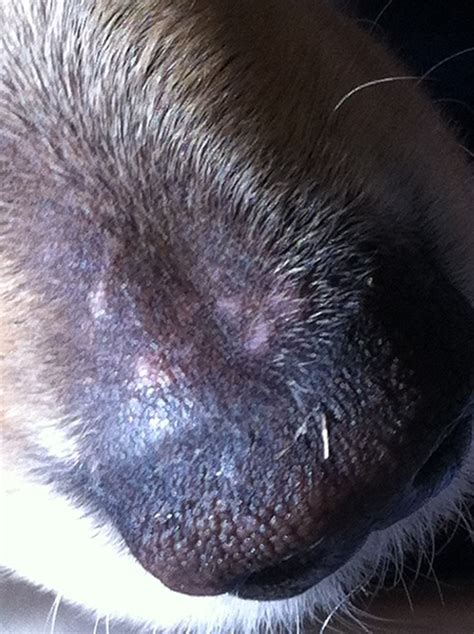 Pink Spots On Nose Any Idea What This Is Golden Retriever Dog Forums