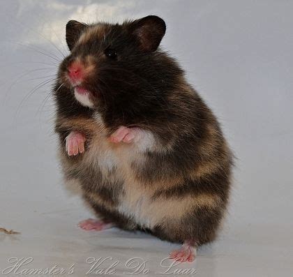 See more ideas about syrian hamster 'cute golden syrian hamster by leahg' chiffon top by leah g. Black Syrian Hamsters Long-haired syrian hamster