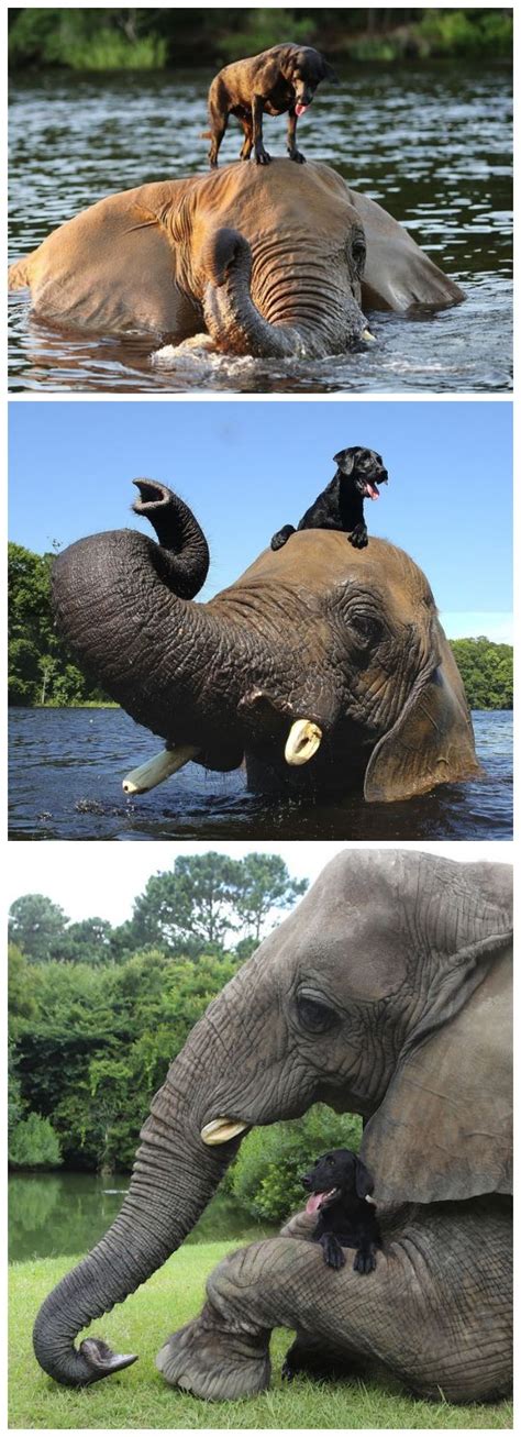 Thats It I Need To Get My Pup Lucy An Elephant Friend These Photos