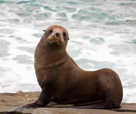 One of the ten pinniped (seals and sea lion) species found in australian waters, the australian sea lion (neophoca cinerea), is endemic to australia and is listed as endangered. 8 Top Places to Dive with Seals and Sea Lions - Underwater360