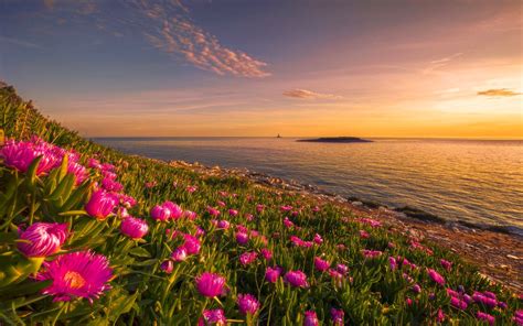 Flower Sunset Wallpapers Top Free Flower Sunset Backgrounds