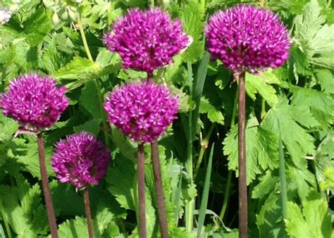 Giganteum is a fall planted flower bulb that blooms from late spring into early summer. It's Allium time | Flowers, Plants, Garden plants