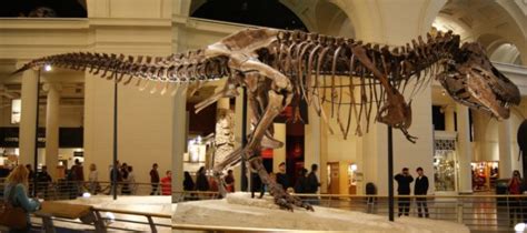 Sue Is The Largest Best Preserved And Most Complete T Rex Fossil Ever
