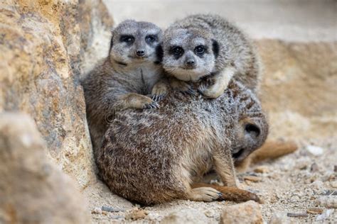 A Group Of Meerkats Are Resting Together Stock Image Image Of Mammal