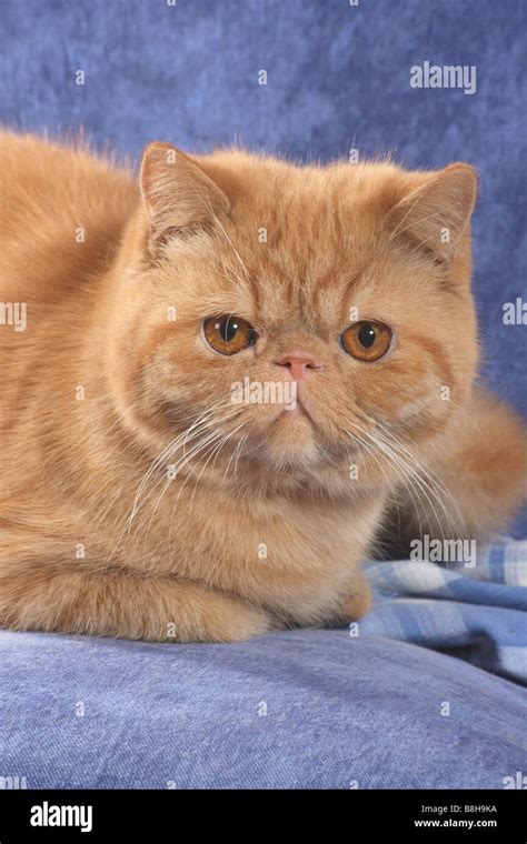Exotic Shorthairs Hi Res Stock Photography And Images Alamy