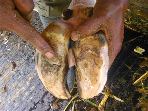 Penyakit yang disebabkan oleh virus picorna ini memiliki gejala klinis antara lain, suhu tubuh meningkat dan akan terlihat jelas pada sapi. JENIS - JENIS PENYAKIT PADA SAPI DAN CARA PENANGGULANGANNYA