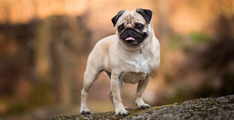 Pug Dog Breed Information The Ultimate Guide Breed Advisor