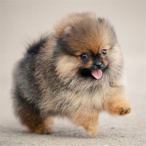 Research Your Dogs Breed Miniature Dog Breeds Miniature Dogs Dog