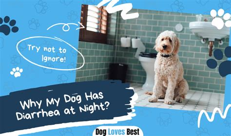 Why My Dog Has Diarrhea At Night Dog Loves Best