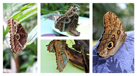 Voyages Et Expériences Le Jardin Des Papillons à Hunawihr En Alsace