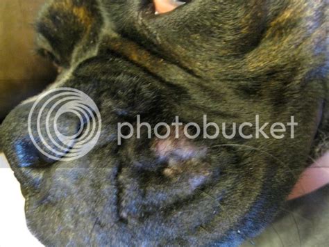Skin Infection Boxer Forum Boxer Breed Dog Forums