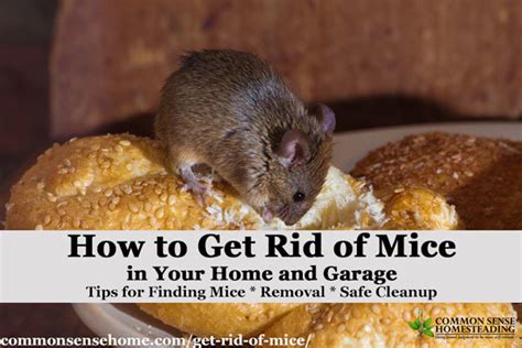 This isn't really a viable rat control technique. The Best Ways Get Rid of Mice In Your House and Garage ...