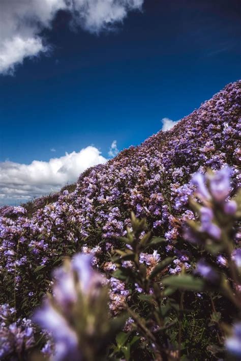 This 'super bloom', occurring once every 12 years, covers a large area, including its protected area, kurinjimala sanctuary, about 45km from munnar. Rare Indian Flower That Blooms Every 12 Years Under Attack ...