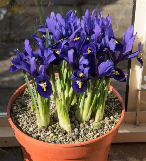 Growing Irises In Pots Key Considerations Uk