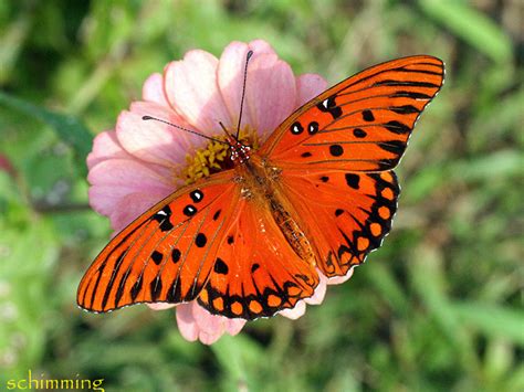 Gulf Fritillary Butterfly Agraulis Vanillae North