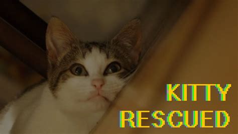 Kitty Rescued Jumps Youtube