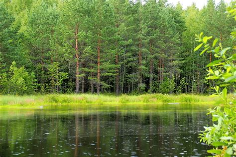 Green Leafed Tree Greens Forest Grass Trees Lake Russia
