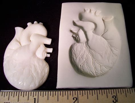 Anatomical Human Heart Hard Polymer Clay Mold For Use With Clay