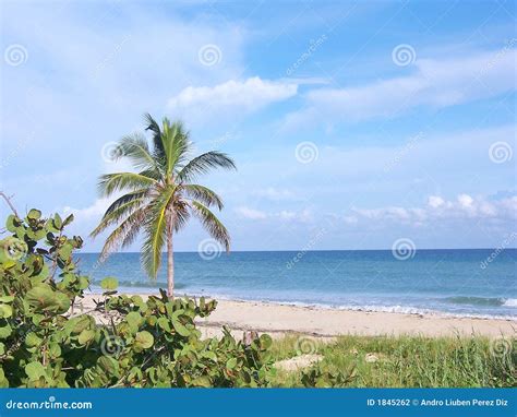 Boca Ciega Beach View Stock Photo Image Of Palm Tree 1845262