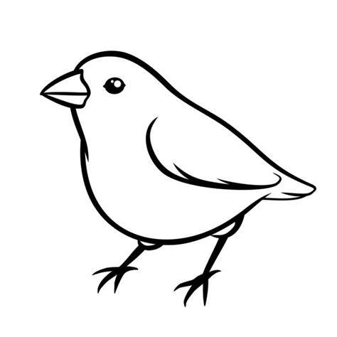 Bird Drawings Illustrations Royalty Free Vector Graphics And Clip Art