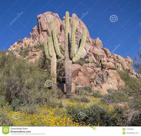 I found this large stand blooming on a hillside where the flowers were striking against the deep blue sky. Spring Wild Flowers In The Arizona Desert Stock Photo ...