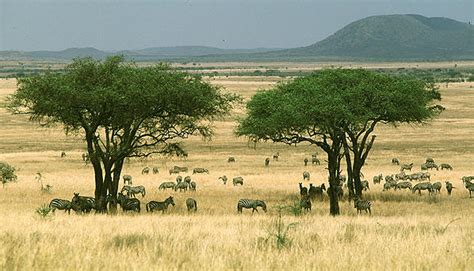 Central africa has rainforests, coastal plains and the continents highest mountains and lakes. Geography... Extreme Landscapes: THE SAVANNA