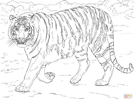 Tiger Coloring Pages At Free Printable Colorings