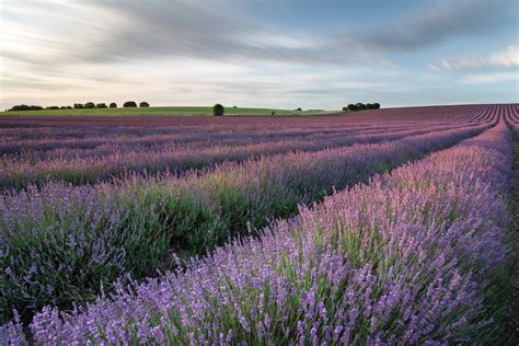 Lavender At Sunset Another Recent Image From My Local Lave Flickr