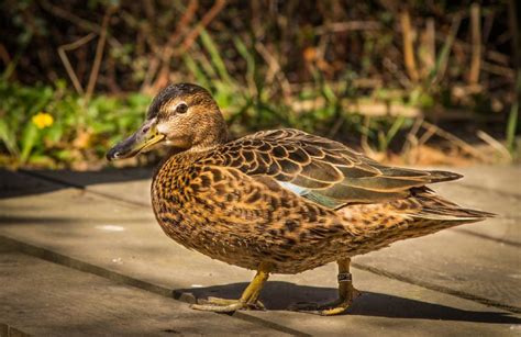 You Should Never Feed Bread To Ducks Welsh Mum Of One