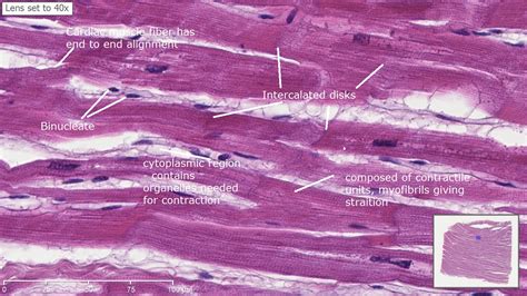 Cardiac Muscle Cell Under Microscope Labeled Micropedia