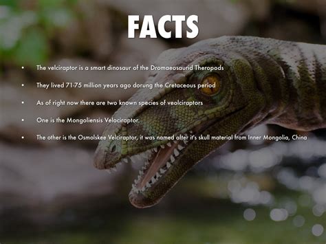 10 Facts About The Velociraptor Dinosaur