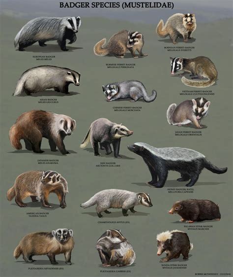All Badger Species By Robbiemcsweeney On Deviantart