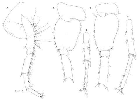 Gammarus Mukudai Sp Nov Holotype Male 135 Mm Nsmt Cr 22722