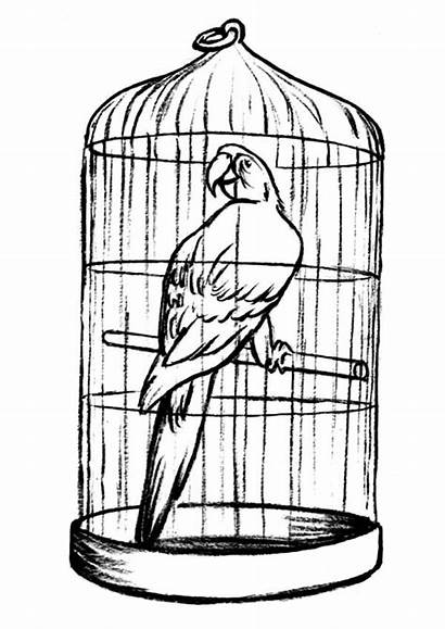 Cage Bird Coloring Parrot Pages Drawing Caged