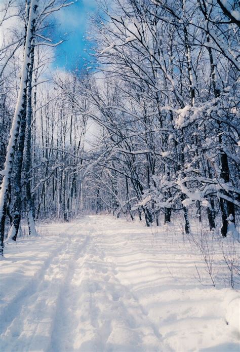 Laeacco Unique Forest Snow Scene Photo Backgrounds Customized Digital