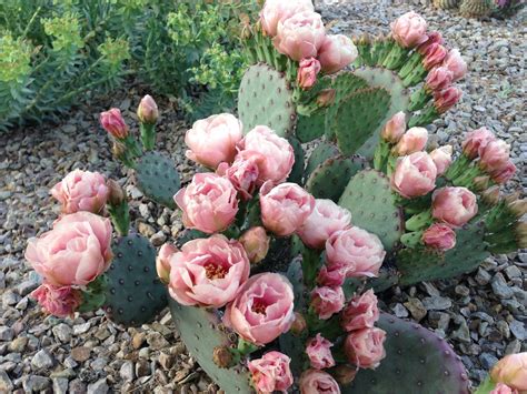 Pin By Renee Walters On Cactus Rose Desert Rose Cacti And Succulents