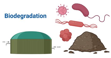 Biodegradation Definition Microbes Factors Steps