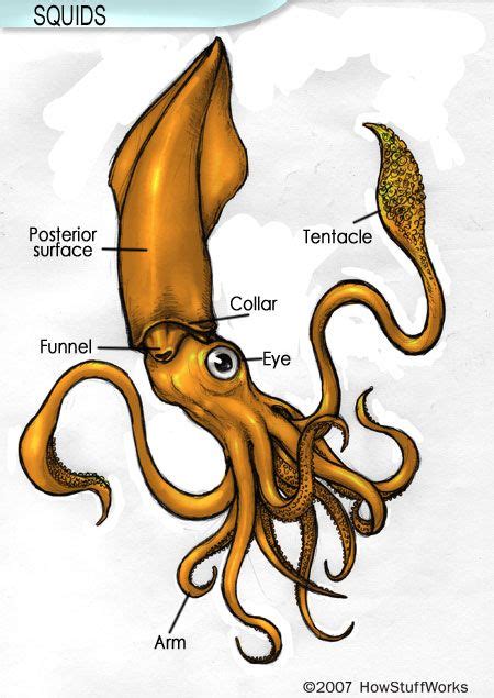 How Squid Work Squid Drawing Tentacle