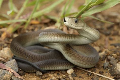 Black Mamba Animal Facts For Kids Characteristics And Pictures